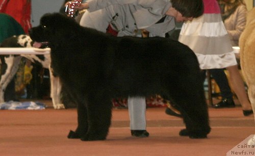 Фото: ньюфаундленд Aquatoriya Kelvin Schedrivochka (Акватория Келвин Щедривочка)