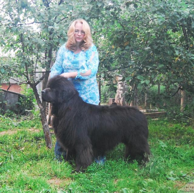 Фото: ньюфаундленд Sent Djons Ikar (Сент Джонс Икар), YUliya YAstrebova (Юлия Ястребова)