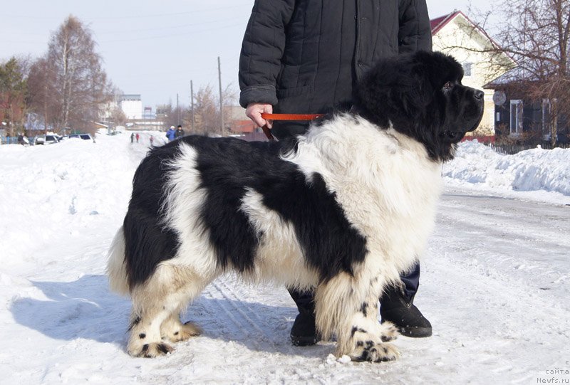 Фотография № 148847