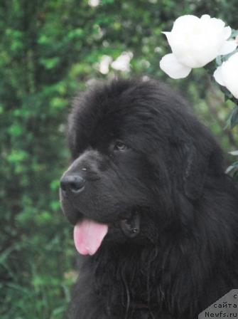 Фото: ньюфаундленд Sent Djons Ikar (Сент Джонс Икар)