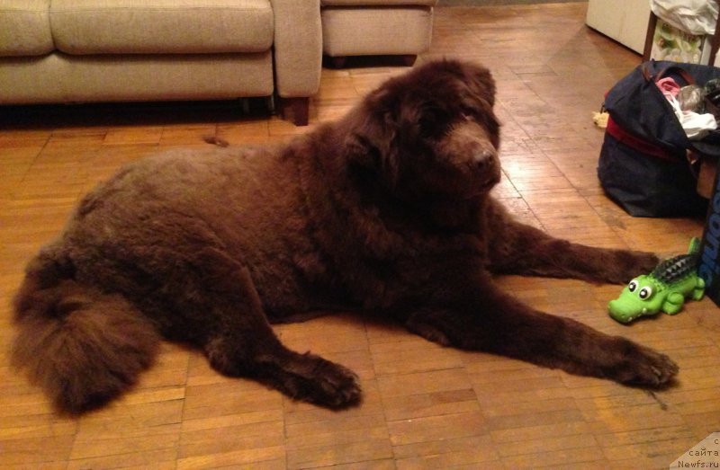 Фото: ньюфаундленд Peter-Bear Bizerta Soul (Петер-Беар Бизерта Соул)