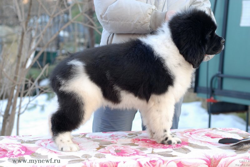 Фото: ньюфаундленд Sent Djons Imadjinyeyshn (Сент Джонс Имаджинэйшн)