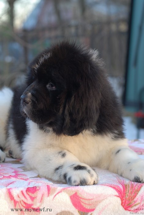 Фото: ньюфаундленд Sent Djons Imadjinyeyshn (Сент Джонс Имаджинэйшн)