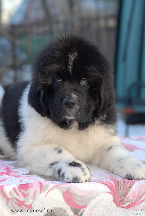 Фото: ньюфаундленд Sent Djons Imadjinyeyshn (Сент Джонс Имаджинэйшн)