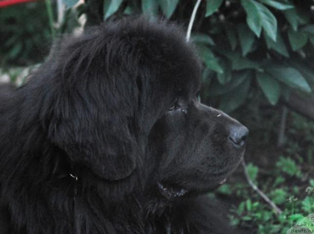 Фото: ньюфаундленд Sent Djons Ikar (Сент Джонс Икар)