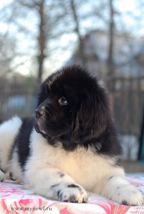 Фото: ньюфаундленд Sent Djons Imadjinyeyshn (Сент Джонс Имаджинэйшн)