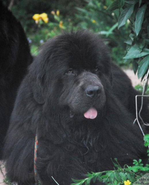 Фото: ньюфаундленд Sent Djons Ikar (Сент Джонс Икар)