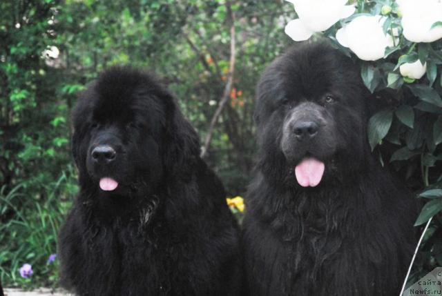 Фото: ньюфаундленд Sent Djons Ikar (Сент Джонс Икар), ньюфаундленд Sent Djons Dora (Сент Джонс Дора)