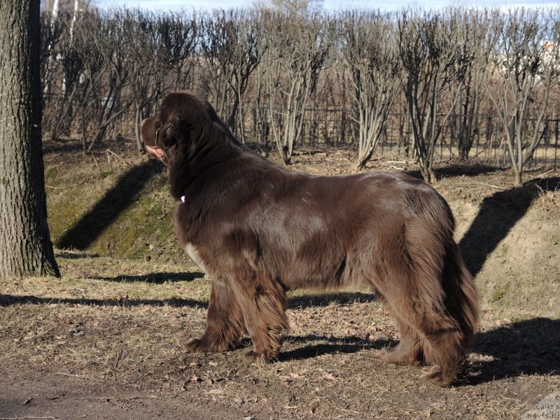 Фото: ньюфаундленд Aquatoriya Kelvin Heather Honey (Акватория Келвин Хизер Хани)