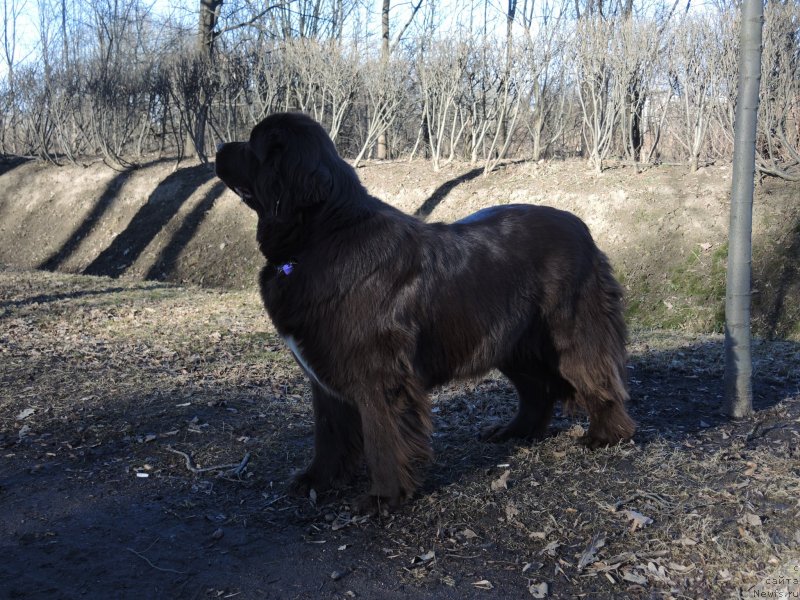 Фото: ньюфаундленд Aquatoriya Kelvin Heather Honey (Акватория Келвин Хизер Хани)