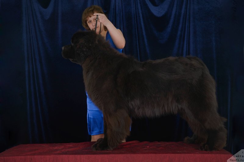 Фото: ньюфаундленд Sent Djons Zaura (Сент Джонс Заура)