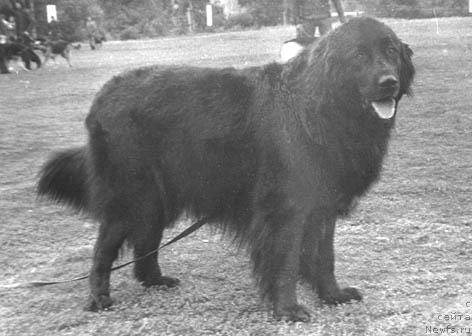 Фото: ньюфаундленд Kyeppi Mori (Кэппи Мори)