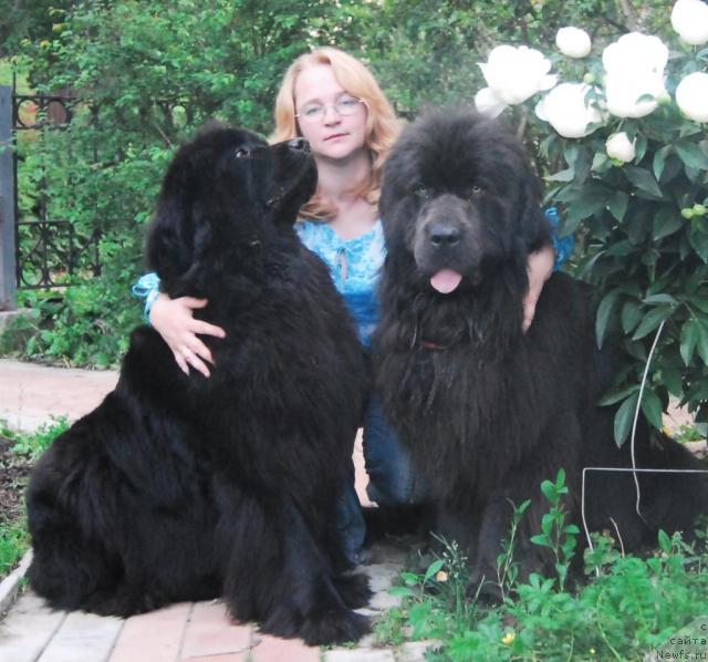 Фото: ньюфаундленд Sent Djons Ikar (Сент Джонс Икар), ньюфаундленд Sent Djons Dora (Сент Джонс Дора), YUliya YAstrebova (Юлия Ястребова)