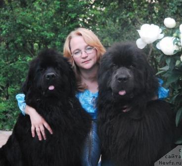 Фото: ньюфаундленд Sent Djons Ikar (Сент Джонс Икар), ньюфаундленд Sent Djons Dora (Сент Джонс Дора), YUliya YAstrebova (Юлия Ястребова)