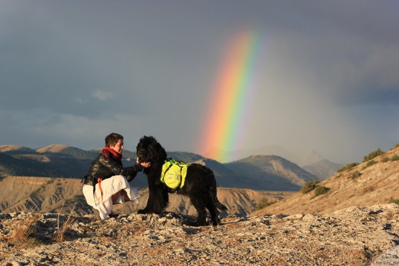 Фото: Natal'ya Selezneva (Наталья Селезнева), ньюфаундленд Tsinnamon Bel' Fra Sharmel iz Arkaima (Циннамон БельФра Шармэль из Аркаима)