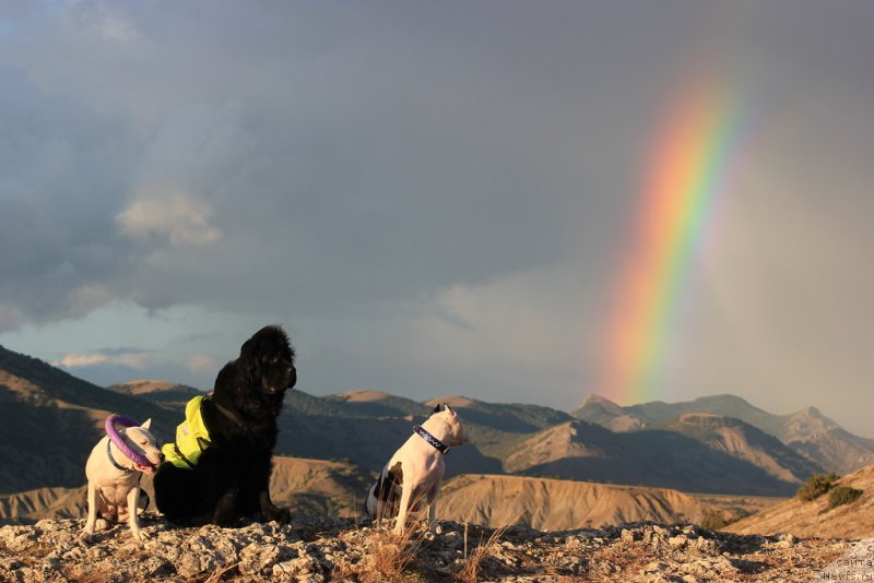 Фото: ньюфаундленд Tsinnamon Bel' Fra Sharmel iz Arkaima (Циннамон БельФра Шармэль из Аркаима)