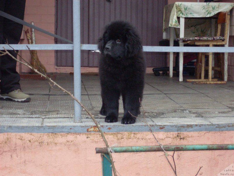 Фото: ньюфаундленд Chudnaya Kappa Kara Deniz