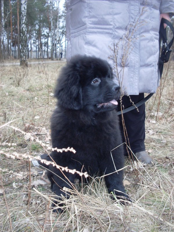 Фото: ньюфаундленд Chudnaya Kappa Kara Deniz