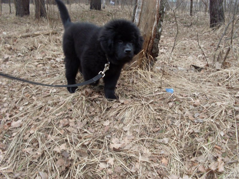 Фото: ньюфаундленд Chudnaya Kappa Kara Deniz