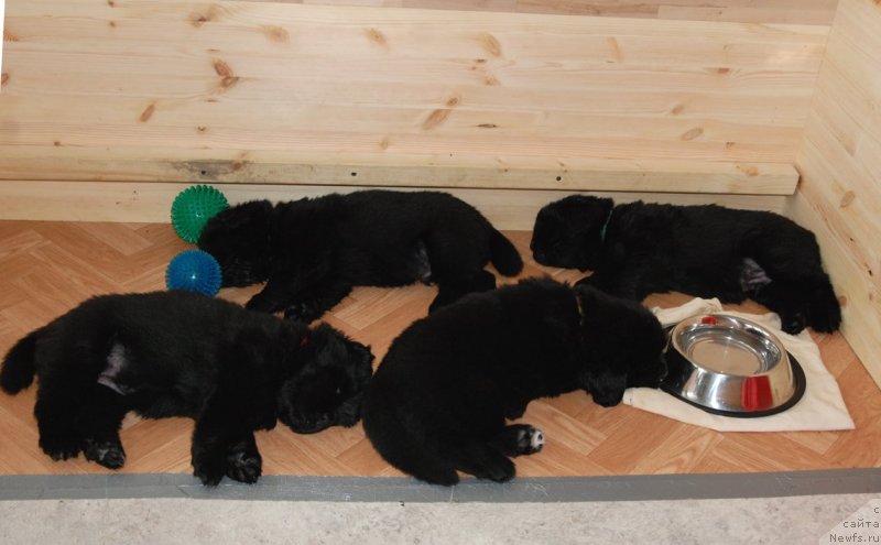 Фото: ньюфаундленд Dar Svezy Unessa Korona Australis (Дар Свезы Юнесса Корона Аустралис)