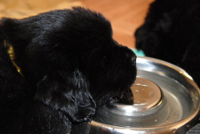 Фото: ньюфаундленд Dar Svezy Unessa Korona Australis (Дар Свезы Юнесса Корона Аустралис)