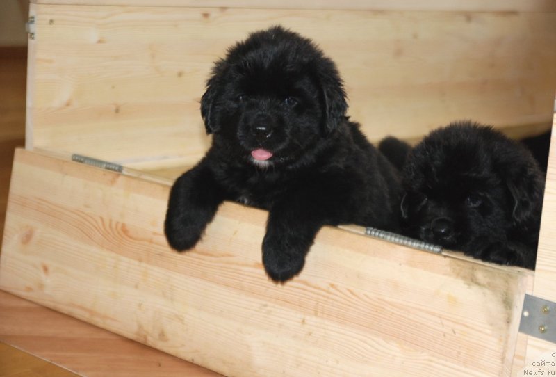 Фото: ньюфаундленд Dar Svezy Unessa Korona Australis (Дар Свезы Юнесса Корона Аустралис)