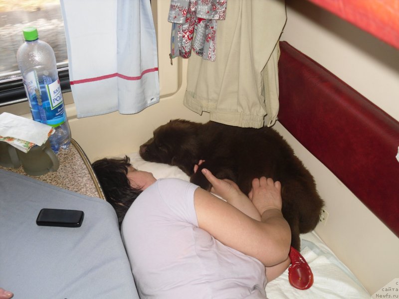 Фото: ньюфаундленд Horunzhy s Berega Dona (Хорунжий с Берега Дона)