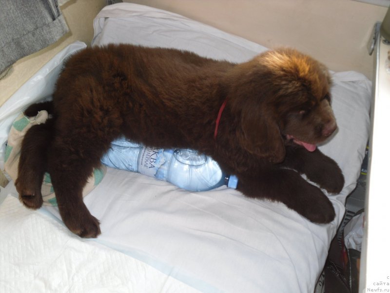 Фото: ньюфаундленд Horunzhy s Berega Dona (Хорунжий с Берега Дона)