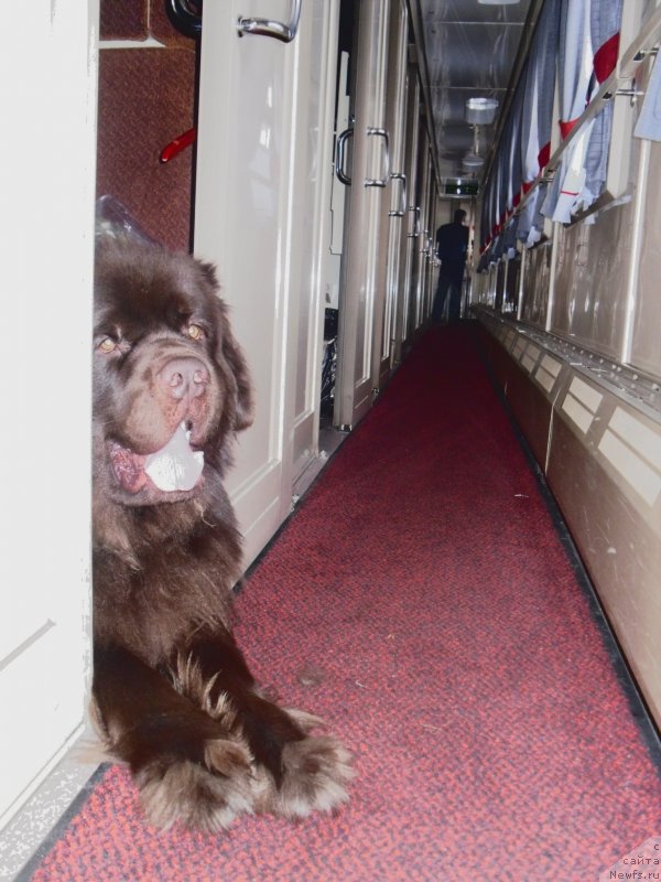 Фото: ньюфаундленд Horunzhy s Berega Dona (Хорунжий с Берега Дона)