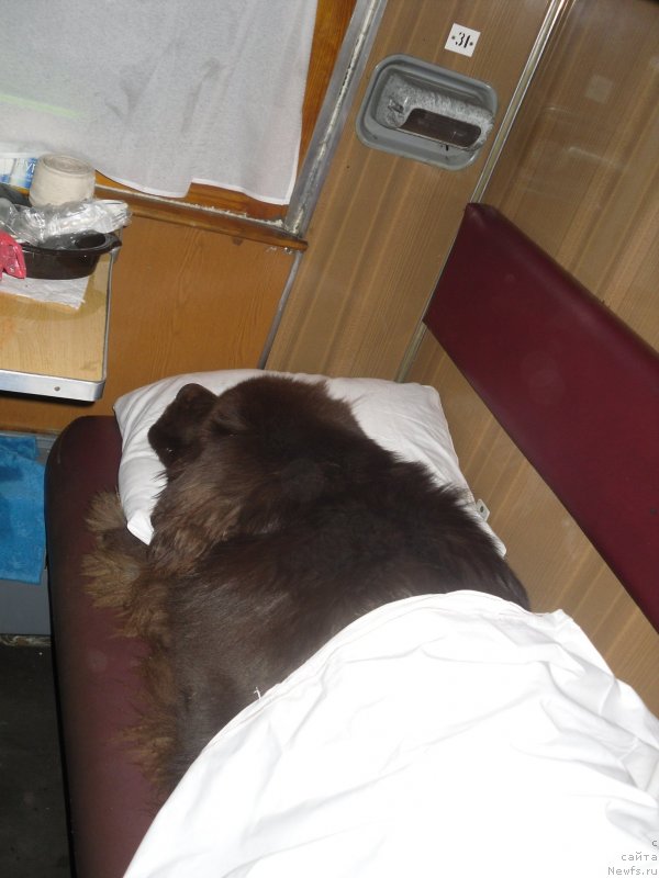 Фото: ньюфаундленд Horunzhy s Berega Dona (Хорунжий с Берега Дона)