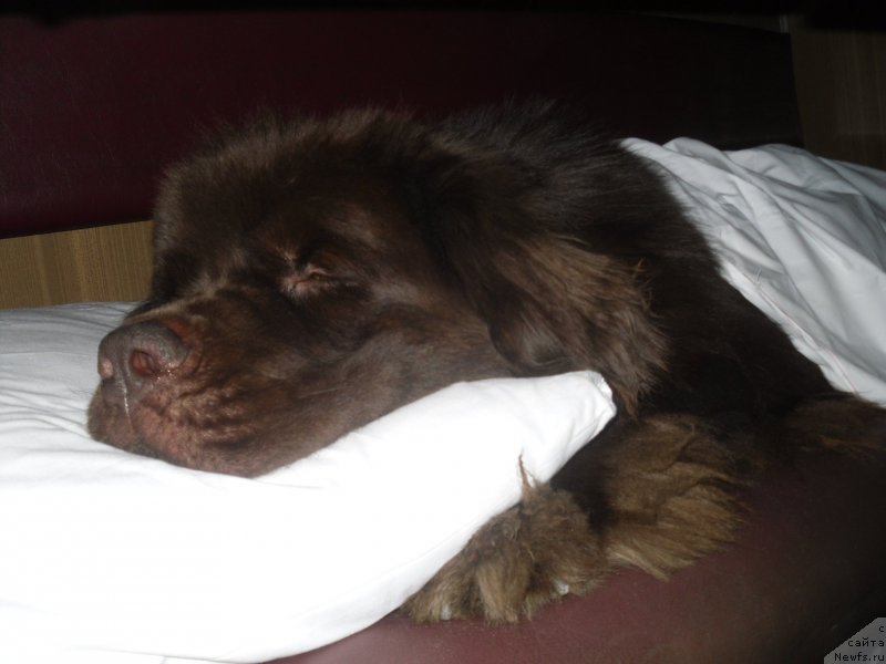 Фото: ньюфаундленд Horunzhy s Berega Dona (Хорунжий с Берега Дона)