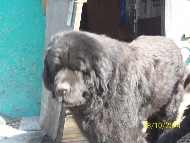 Фото: ньюфаундленд Viski Red Label Veps (Виски Ред Лейбл Вепс)