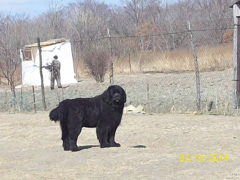 Фото: ньюфаундленд Viski Red Label Veps (Виски Ред Лейбл Вепс)