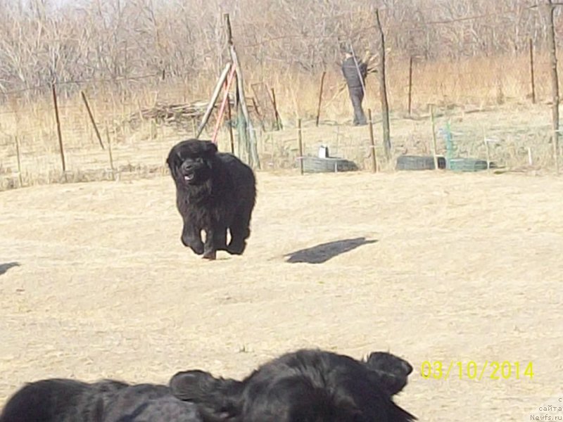 Фото: ньюфаундленд Super Premium Liniel Daylirring (Супер Премиум Линиэль Дайлиррин)