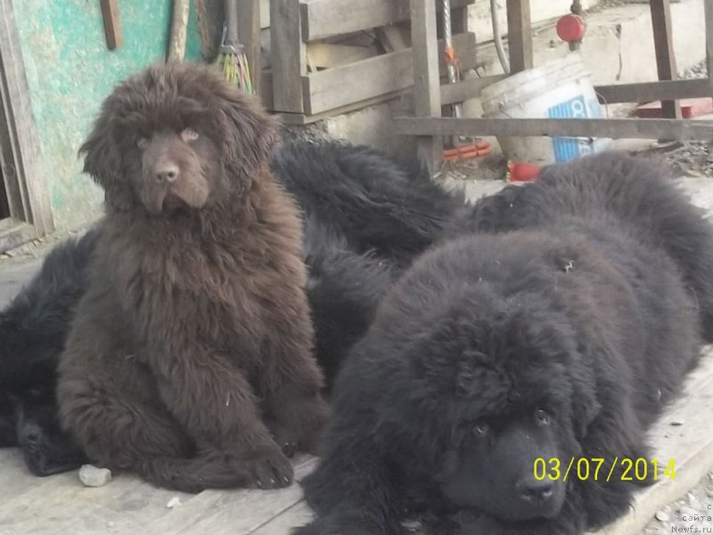 Фото: ньюфаундленд Super Premium Nao Del Trato (Супер Премиум Нао Дел Трато), ньюфаундленд N'yufort YU'Severino (Ньюфорт Ю'Северино)