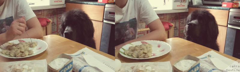 Фото: ньюфаундленд Melty Wave Marine Tifeya (Мелти Вейв Марин Тифея)