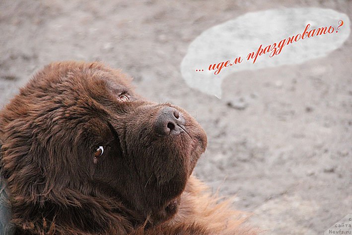 Фотография № 148979