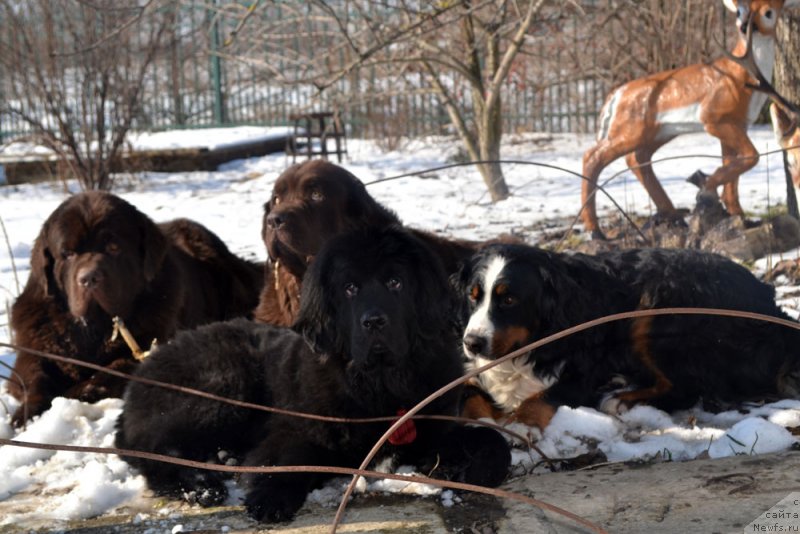 Фото: ньюфаундленд Charli The Best Helfi Pel (Чарли Де Бест Хелфи Пэл), ньюфаундленд Velikiy Medved' Kameliya (Великий Медведь Камелия)