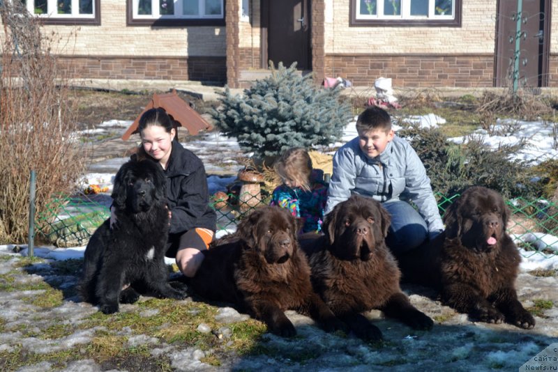 Фото: ньюфаундленд Mercedes Vialiki Miadzvedz (Мерседес Вялiкi Мядзведзь), ньюфаундленд Velikiy Medved' Kameliya (Великий Медведь Камелия), ньюфаундленд Charmer Denkam Bronze (Чармер Денкам Бронз), ньюфаундленд Charli The Best Helfi Pel (Чарли Де Бест Хелфи Пэл)