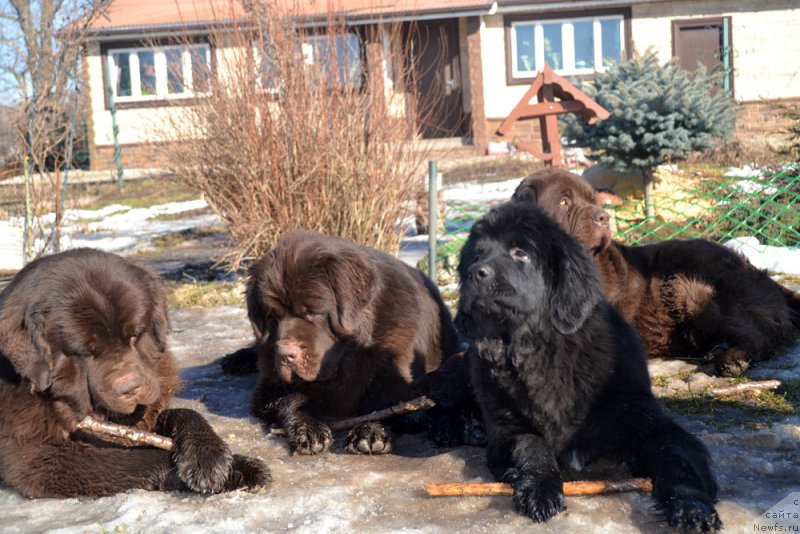 Фото: ньюфаундленд Charli The Best Helfi Pel (Чарли Де Бест Хелфи Пэл), ньюфаундленд Charmer Denkam Bronze (Чармер Денкам Бронз), ньюфаундленд Mercedes Vialiki Miadzvedz (Мерседес Вялiкi Мядзведзь), ньюфаундленд Velikiy Medved' Kameliya (Великий Медведь Камелия)