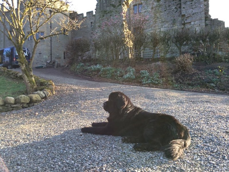 Фото: ньюфаундленд YUnivers of Myedjik (Юниверс оф Мэджик)