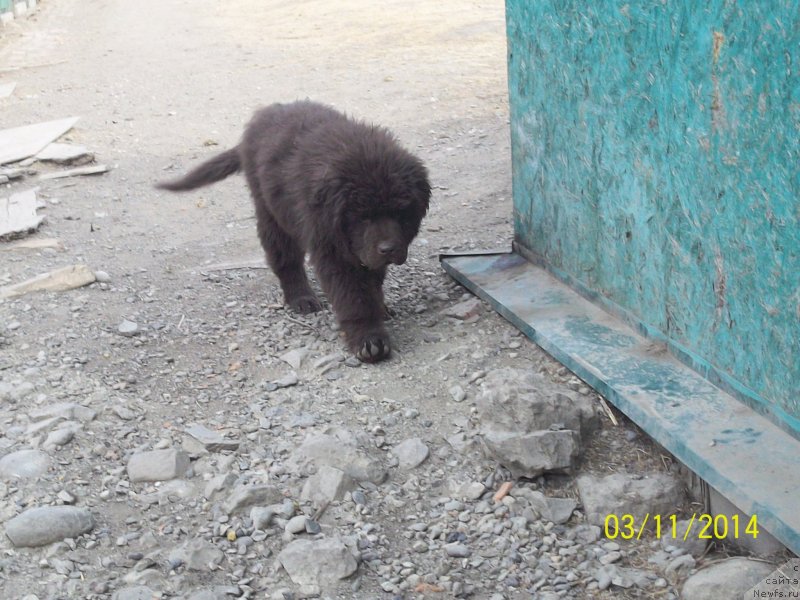 Фото: ньюфаундленд N'yufort YU'Severino (Ньюфорт Ю'Северино)