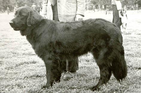 Фото: ньюфаундленд Djina (Джина)