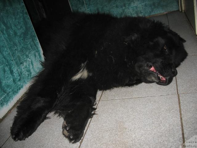 Фото: ньюфаундленд Hamyeni iz Medvej'ego yara (Хамэни из Медвежьего яра)