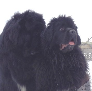 Фото: ньюфаундленд King of Helluland I'm Precious, ньюфаундленд Blyek Diamond Agidel' ot Potapa Uvertyura (Блэк Диамонд Агидель от Потапа Увертюра)