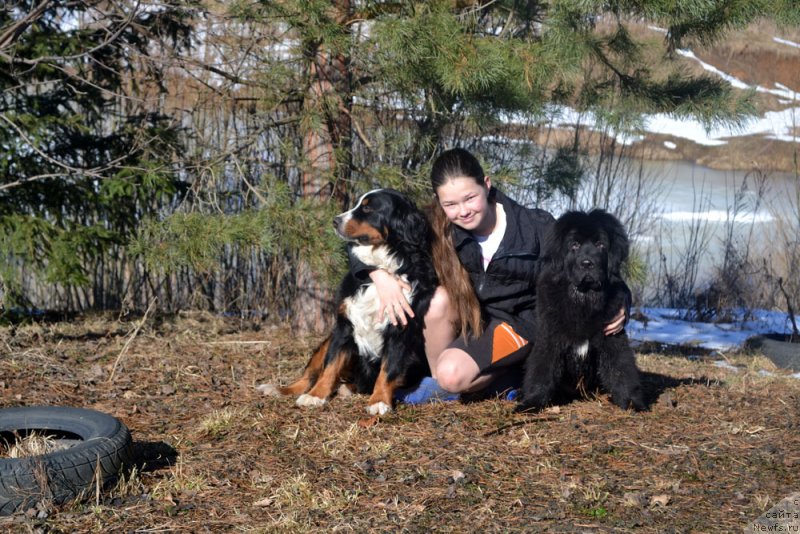 Фото: ньюфаундленд Mercedes Vialiki Miadzvedz (Мерседес Вялiкi Мядзведзь)