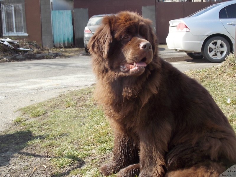 Фото: ньюфаундленд Hohotushka s Berega Dona (Хохотушка с Берега Дона)