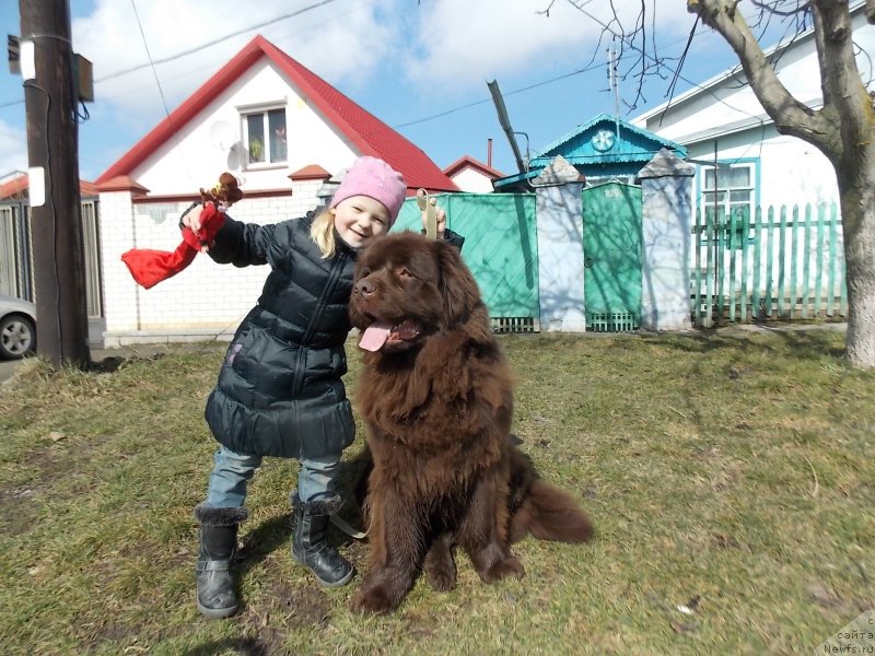 Фото: ньюфаундленд Hohotushka s Berega Dona (Хохотушка с Берега Дона)