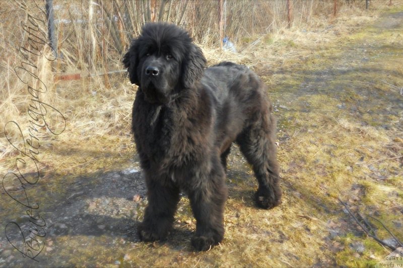 Фото: ньюфаундленд YUvelirika Magiya Roskoshi (Ювелирика Магия Роскоши)