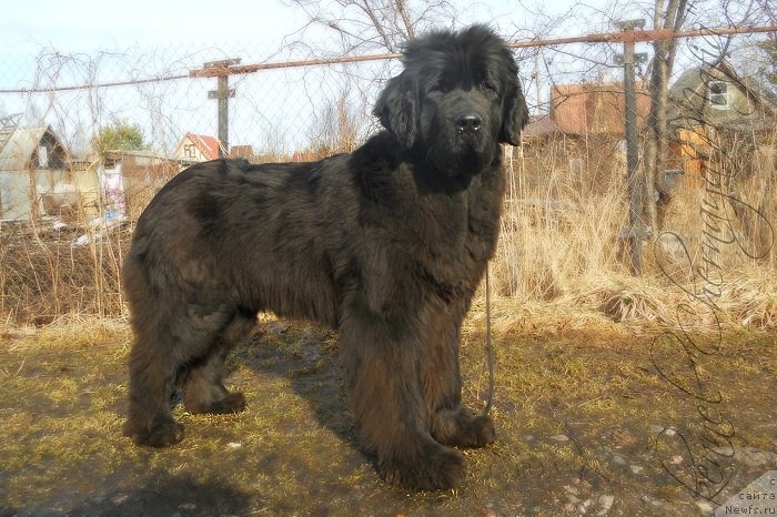 Фотография № 149042